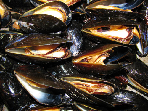 Mussels – Fresh Seafood