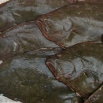 Fresh Fluke (summer flounder)