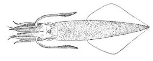 longfin squid