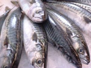 Atlantic Mackerel