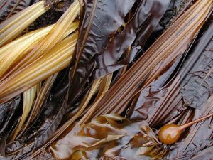 Alaska kelp seaweeds 